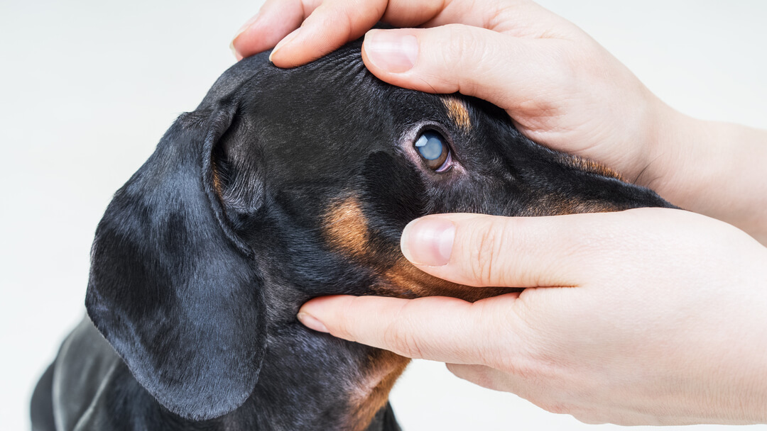Glaucoma meds for dogs cheap
